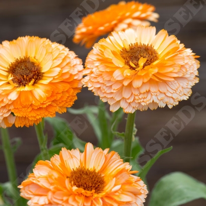 Picture of Calendula - Pink Surprise